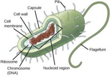 The Plasma Membrane and the Cytoplasm – MHCC Biology 112: Biology for ...