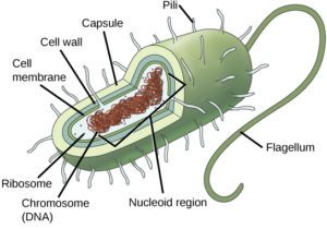 a green hot-dog shaped bacteria. On the outside short squiggly lines pointing outward represent pili and a longer squiggly green line represents the flagellum. A thick light green layer labeled capsule is on on the outside of the cell under the pili. A thinner green area inside the capsule is labeled cell wall. A very thin green layer inside the cell wall is labeled cell membrane. Filling the inside of the cell is light blue region. Inside the light blue is a squiggly brown area labeled nucleoid region and chromosome (DNA). Small brown dots floating in the light blue area are labeled ribosomes.