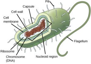 name for squiggly shaped bacteria