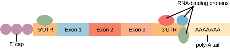 A mature mRNA molecule is shown. At the left are 3 purple circles attached together in a row, labeled 5' cap. The circles are followed by a long rectangle that is subdivided into differently colored sections. The first one is labeled 5’UTR (5' untranslated region). After this come three rectangles labeled Exon 1, Exon 2, and Exon 3. After Exon 3 is a rectangle labeled 3’UTR. A light yellow rectangle with a bunch of letter A’s in it (the poly-A tail) is attached to the 3' untranslated region. RNA-binding proteins (shown as colored ovals) are attached to the 5' and 3' untranslated regions.
