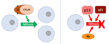 Control Of The Cell Cycle – MHCC Biology 112: Biology For Health ...