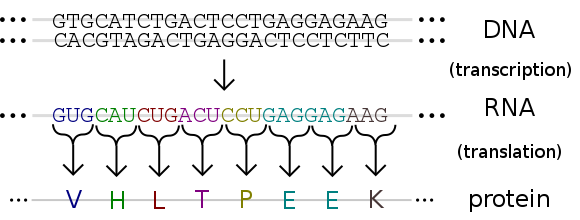 central dogma: DNA to RNA to Protein