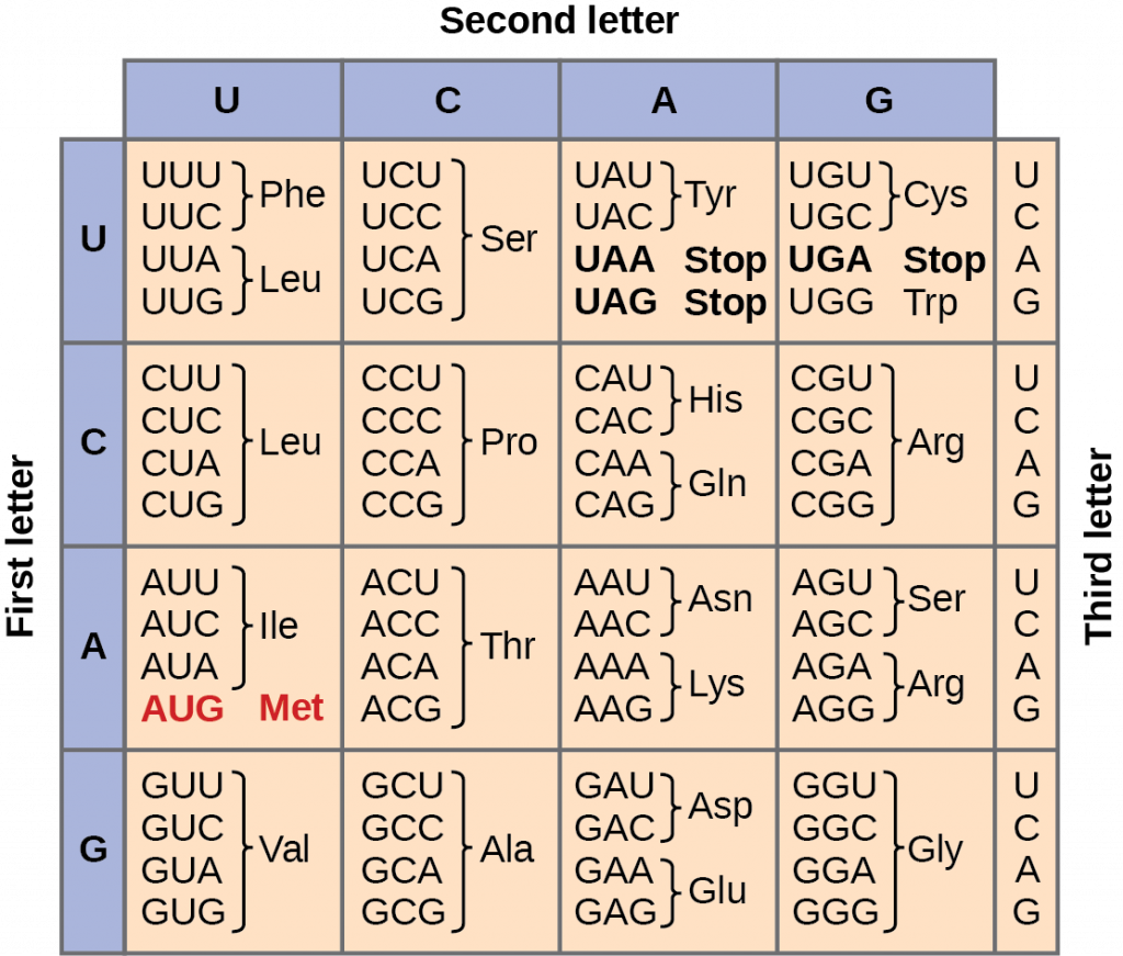 12-the-genetic-code-specifies-the-correspondence-between-each-triplet