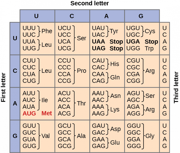 The Genetic Code Mhcc Biology 112 Biology For Health Professions