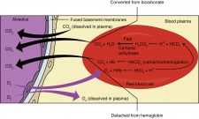 Passive Transport: Diffusion – MHCC Biology 112: Biology for Health ...