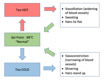 homeostasis temp