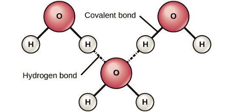 Diagram showing hydrogen bonds formed between adjacent water molecules.