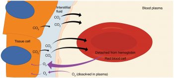 Passive Transport: Diffusion – MHCC Biology 112: Biology for Health ...