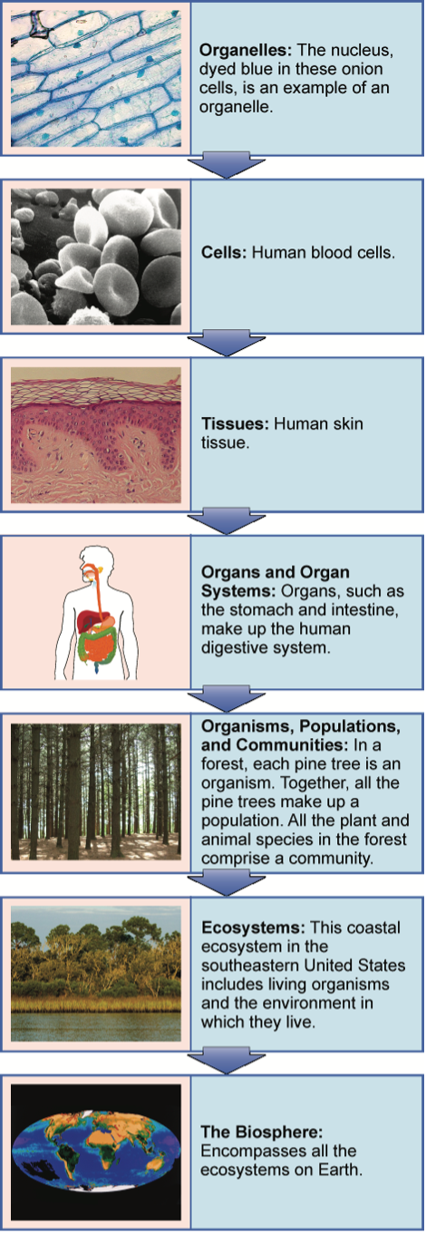 A flow chart shows the hierarchy of living organisms. From smallest to largest, this hierarchy includes: (1) Organelles, such as nuclei, that exist inside cells. (2) Cells, such as a red blood cell. (3) Tissues, such as human skin tissue. (4) Organs such as the stomach make up the human digestive system, an example of an organ system. (5) Organisms, populations, and communities. In a forest, each pine tree is an organism. Together, all the pine trees make up a population. All the plant and animal species in the forest comprise a community. (6) Ecosystems: the coastal ecosystem in the Southeastern United States includes living organisms and the environment in which they live. (7) The biosphere: encompasses all the ecosystems on Earth.