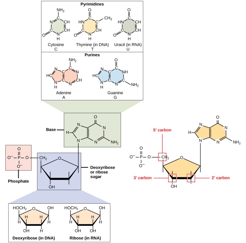 Illustration depicts the structure of a nucleoside, which is made up of a pentose with a nitrogenous base attached at the 1' position. There are two kinds of nitrogenous bases: pyrimidines, which have one six-membered ring, and purines, which have a six-membered ring fused to a five-membered ring. Cytosine, thymine, and uracil are pyrimidines, and adenine and guanine are purines. A nucleoside with a phosphate attached at the 5' position is called a mononucleotide. A nucleoside with two or three phosphates attached is called a nucleotide diphosphate or nucleotide triphosphate, respectively.