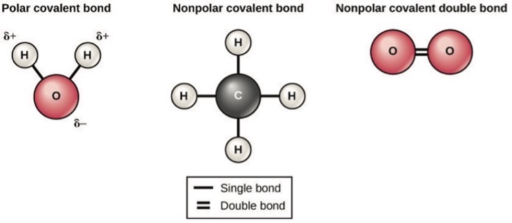 Diagram depicting polar and nonpolar covalent bonds
