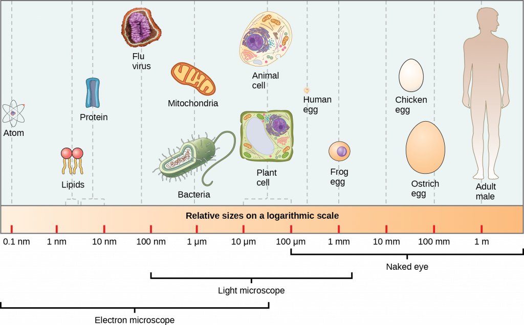 Comparing Prokaryotic and Eukaryotic Cells – MHCC Biology 112: Biology