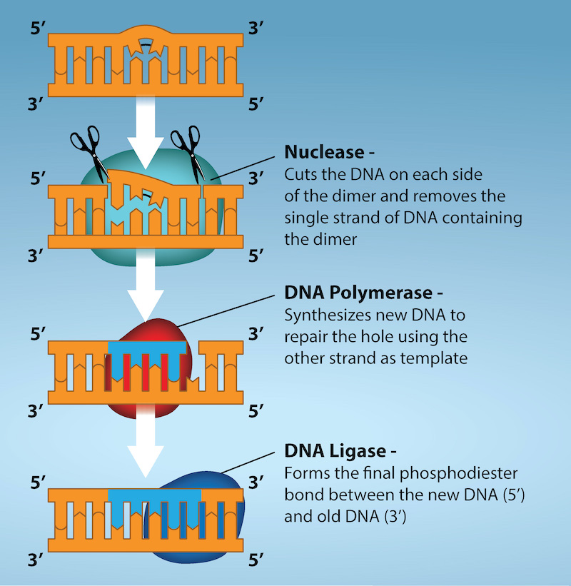 Illustration shows a DNA strand in which a thymine dimer has formed. Excision repair enzyme cut out the section of DNA that contains the dimer so it can be replaced with normal base pairs.