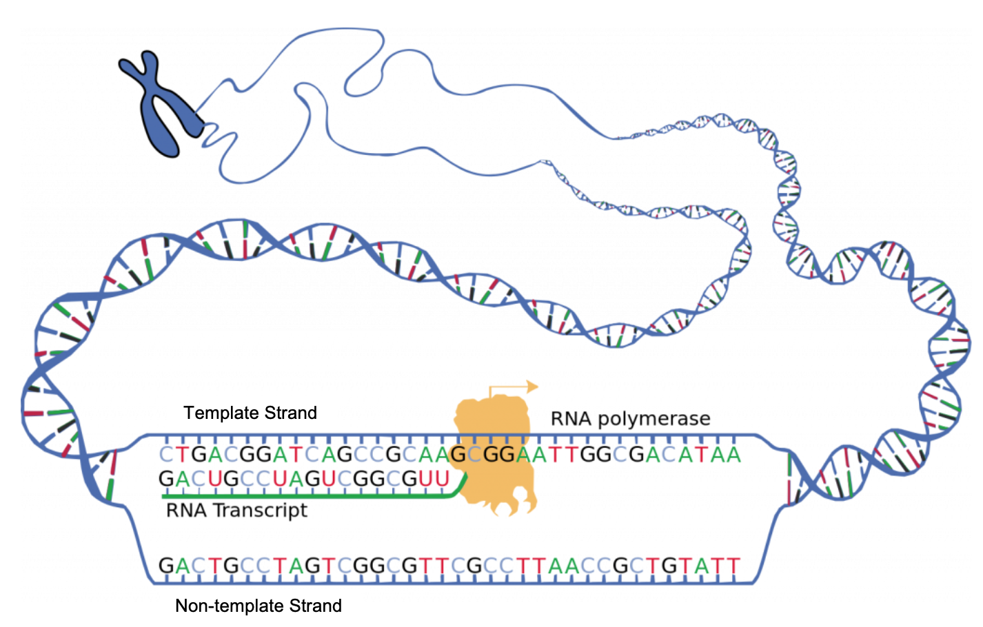 Transcription: from DNA to RNA – MHCC Biology 112: Biology for Health ...