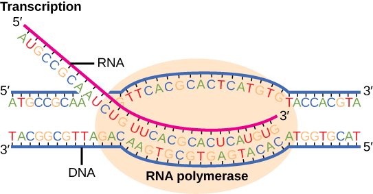 mrna transcription diagram