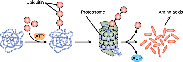 A protein is shown as a purple squiggly line. Several red balls bind to the protein with an arrow labeled ATP. The red balls are labeled ubiquitin. An arrow from the ubiquitinated protein points towards a tower built of green and blue balls that is labeled proteosome. It is hollow and the ubiquitinated protein is inside. The final arrow shows the ubiquitin balls breaking off and the original protein broken apart into individual ovals labeled amino acids.