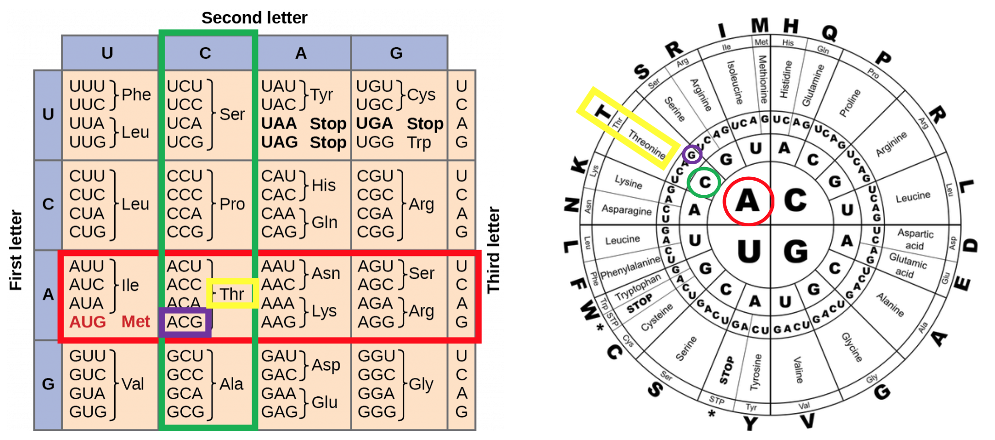 translation biology chart