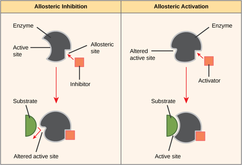 denatured enzyme diagram