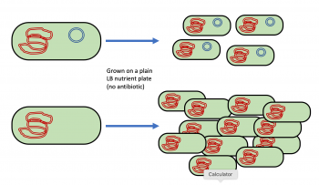 Bacterial Transformation Lab – MHCC Biology 112: Biology for Health ...