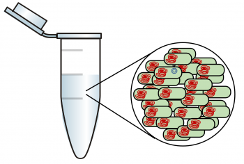 Bacterial Transformation Lab – MHCC Biology 112: Biology for Health ...