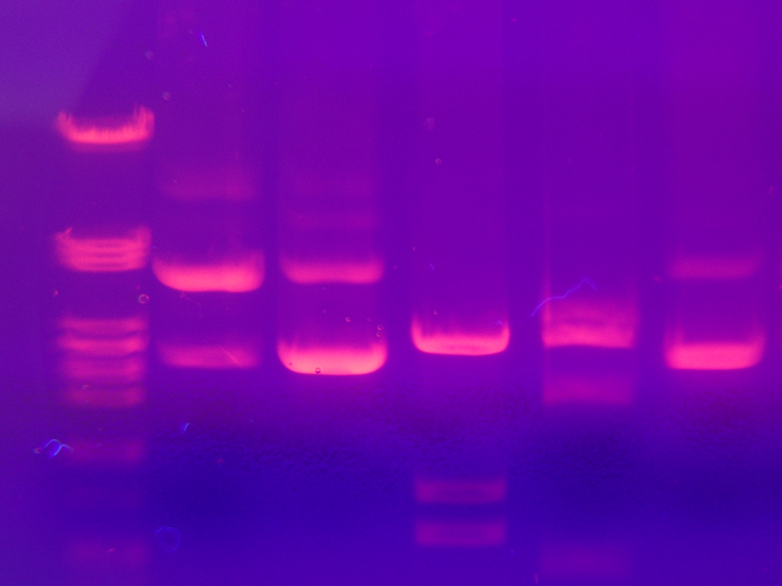 Gel Electrophoresis and DNA Fingerprinting MHCC Biology 112 Biology