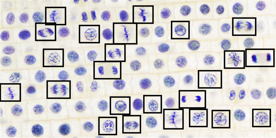 onion root tip cells viewed under a microscope. cells that are actively dividing have black boxes around them.