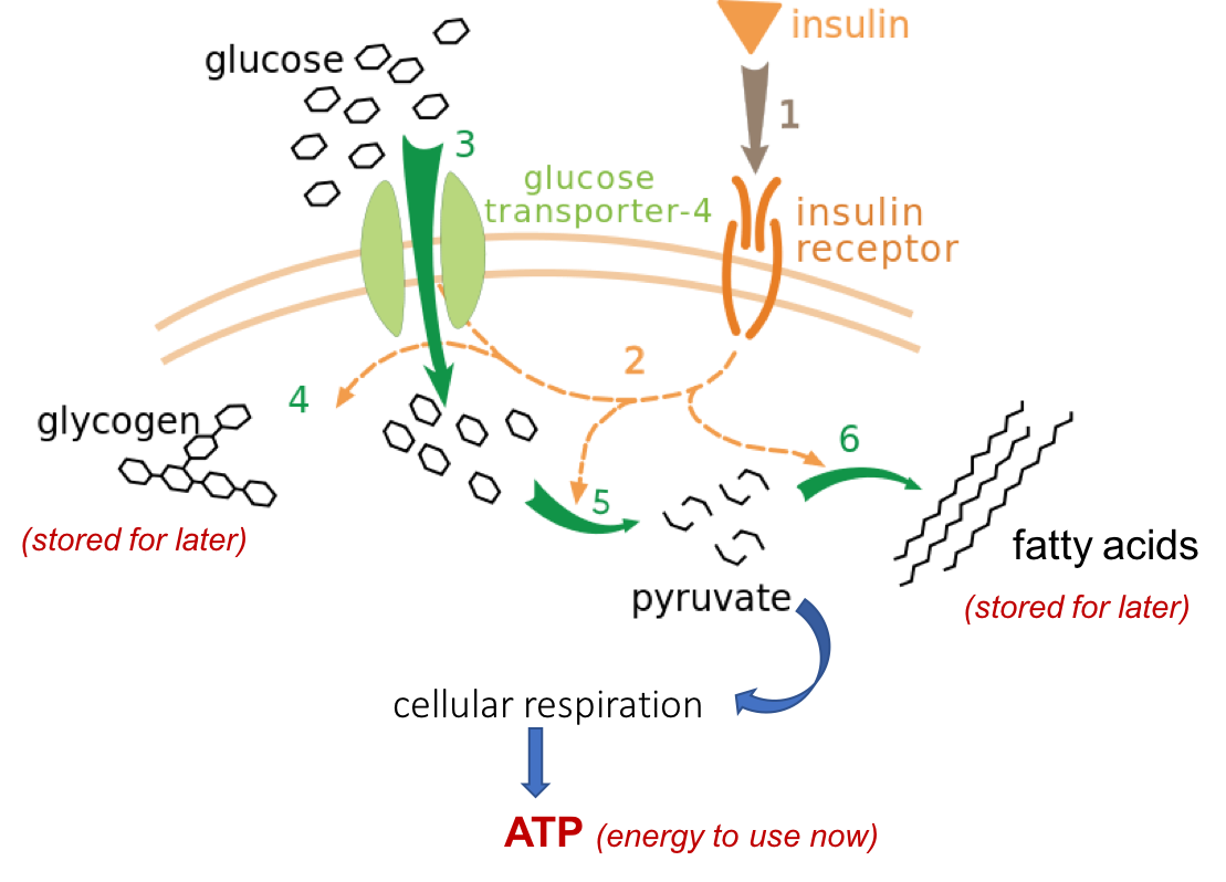 Schematic showing insulin binding to its receptors on the cell membrane, triggering GLUT-4 glucose transporters to open on the membrane. This allows glucose to enter the cell, where it can be used in several ways.