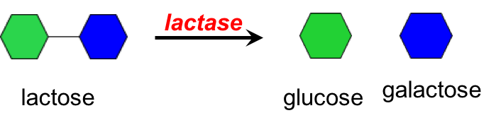Illustration showing lactose (represented by a green hexagon linked to a blue hexagon) being broken into one glucose molecule and one galactose molecule by the enzyme lactase.