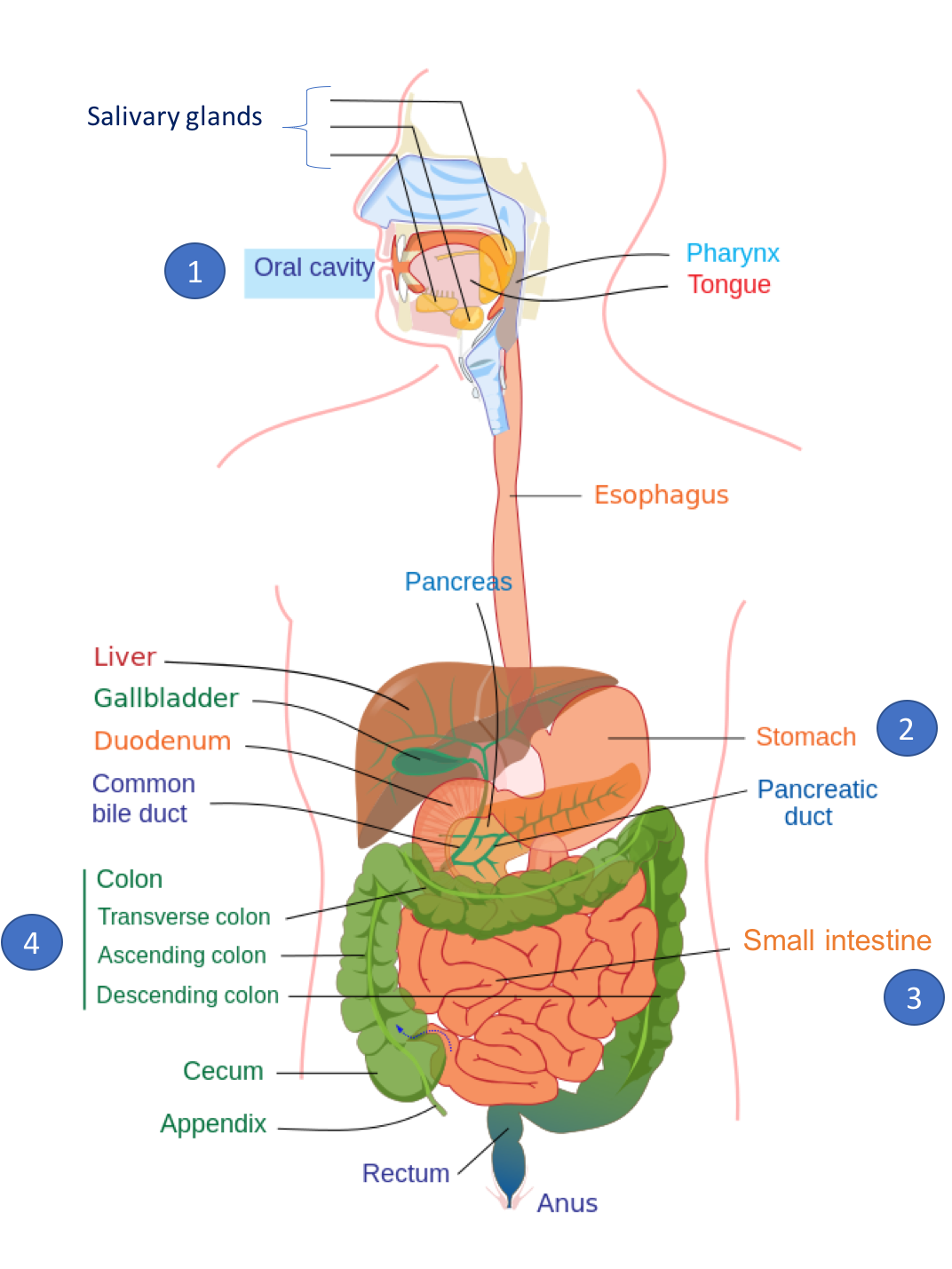 Carbohydrate metabolism and carbohydrate digestion