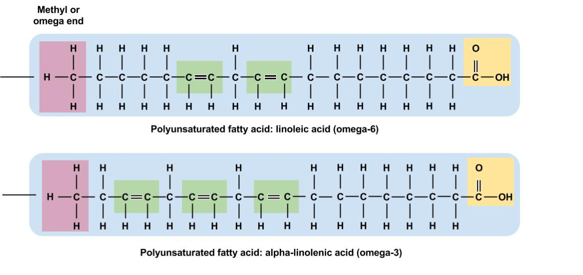 The chemical structure of the two essential fatty acids, linoleic acid and alpha-linolenic acid, are shown. The position of the first C=C double bond on the fatty acid chain determines whether an unsaturated fatty acid is classified as omega-3 or omega-6. The first double bond in linoleic acid (an omega-6) is on the sixth carbon. The first double bond in alpha-linolenic acid (an omega-3) is on the third carbon.