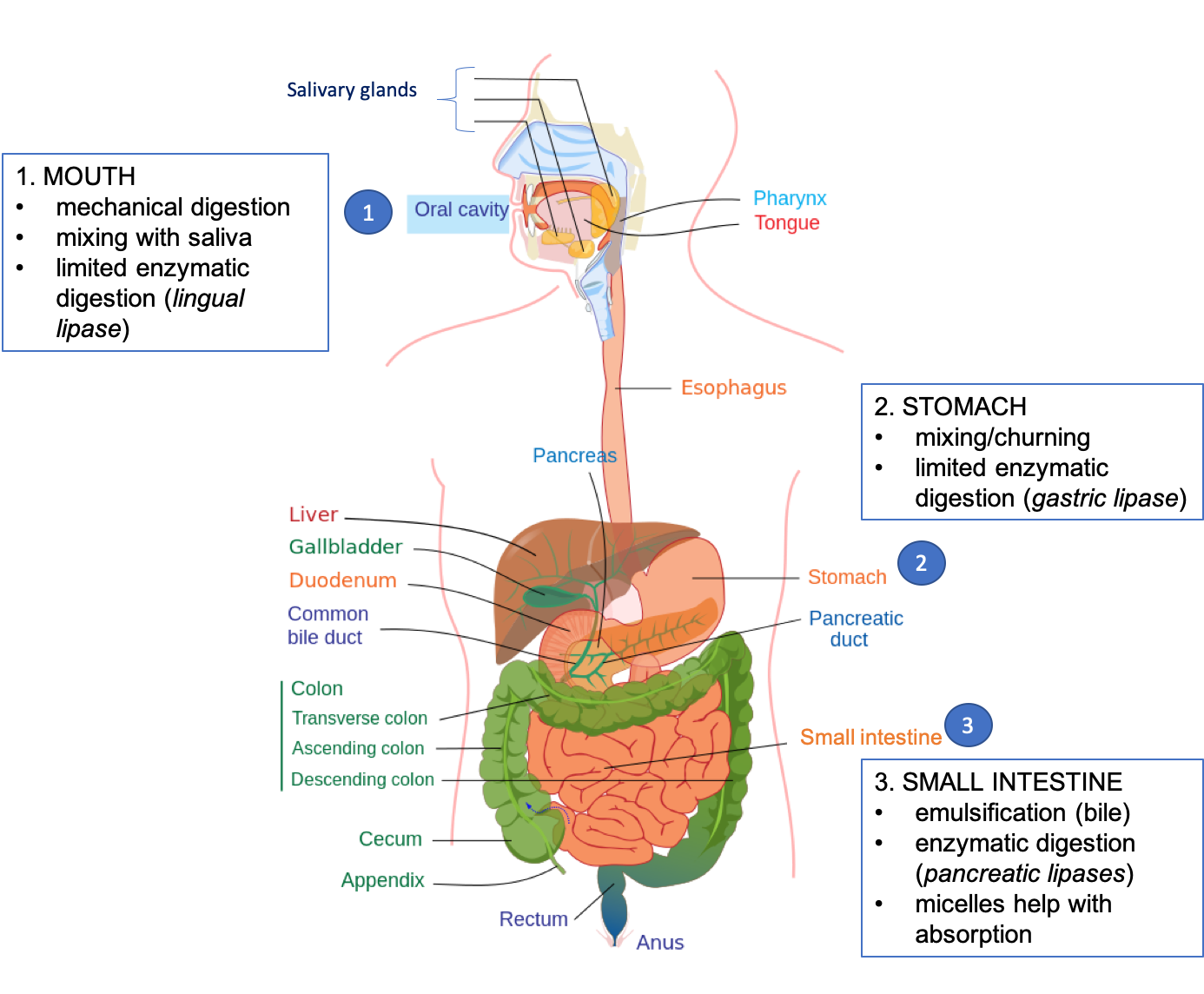 how-long-does-it-take-to-digest-food-food-for-digestion