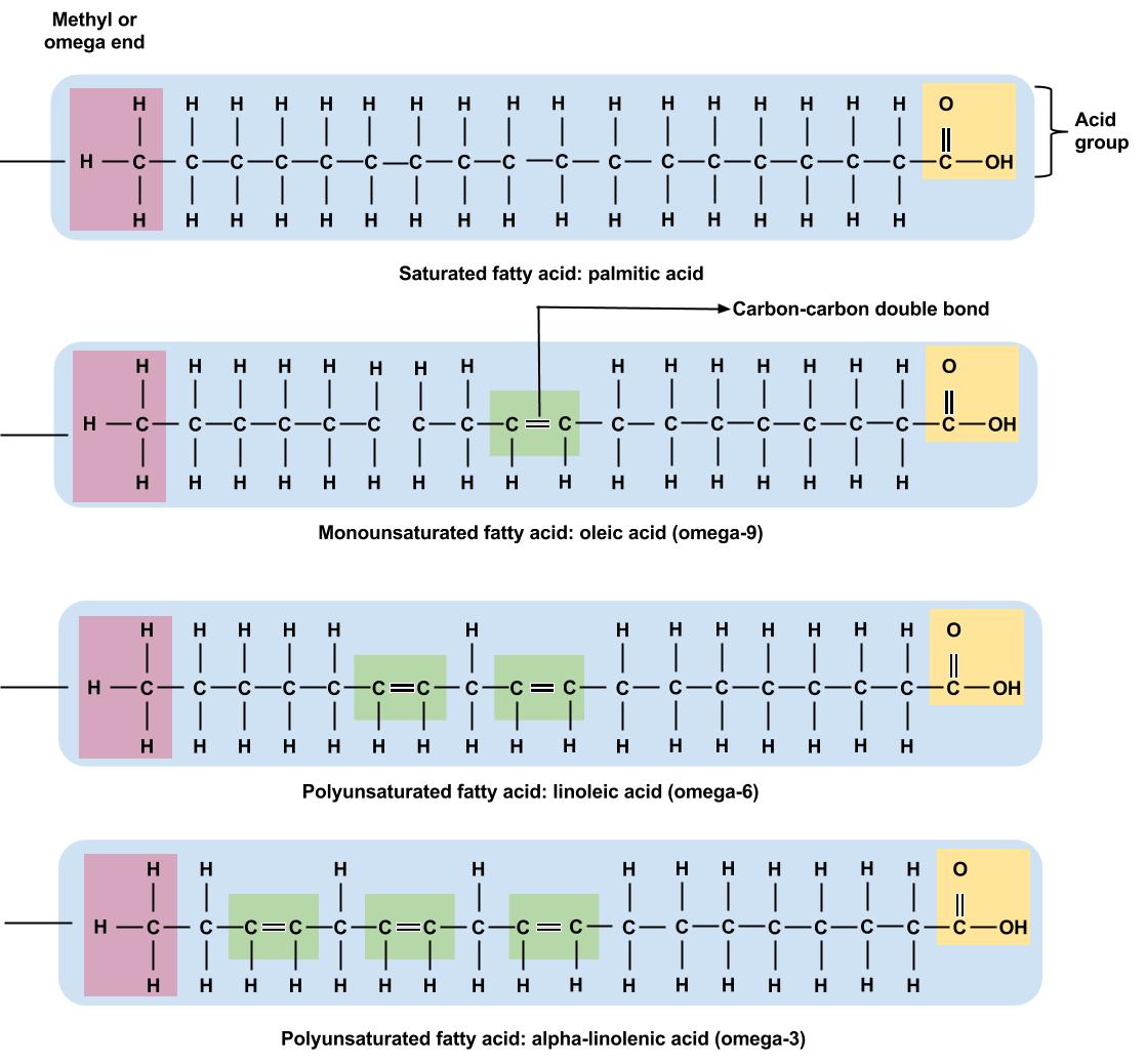 Fatty Acid Types and Food Sources Nutrition Science and Everyday Application, v. 1.0