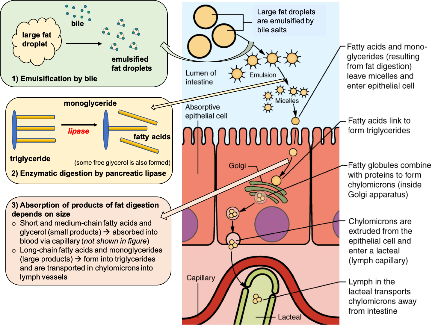 The vast majority of fat digestion and absorption occurs in the