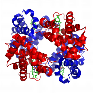 Cartoon showing the globular structure of hemoglobin