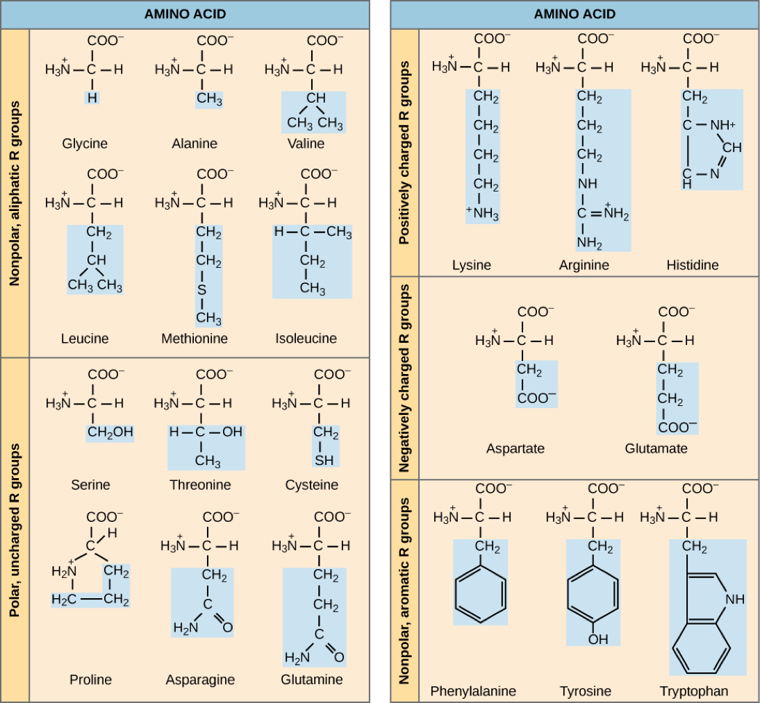 Learn About Amino Acid Structures