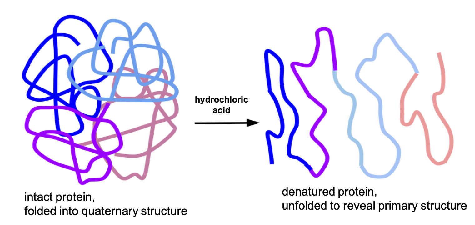 In a simplified cartoon, a protein is represented by a thick line crossing over itself, like a jumble of yarn, representing a protein folded into its tertiary/quaternary structure. After denaturation by hydrochloric acid, the line is smoothed out, showing it is unfolded.