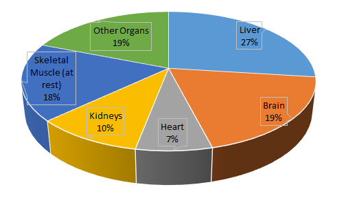 This is a pie chart representing the energy expended by vital organs. The liver makes up the largest part of this chart (27%), followed by the brain (19%), skeletal muscle at rest (18%), other organs (19%), kidneys (10%) and heart (7%).
