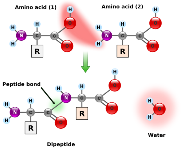 protein structure amino acids