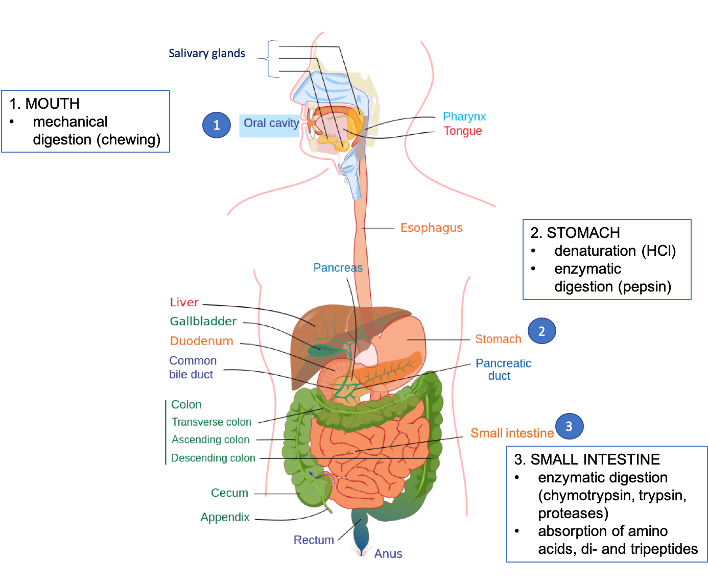 Digestive tract with the esophagus, liver, stomach, large intestine, and  small intestine labeled - Media Asset - NIDDK