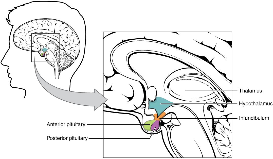 The image shows a line drawing of a person's head in profile, with the brain shown within. An arrow points to a magnified section that shows the location of the small struture of the hypothalamus, infundibulum, thalamus, and pituitary glands.