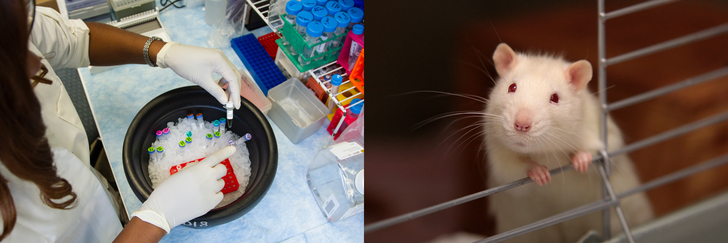 Two photos representing lab research. At left, a person appearing to be a woman with long dark hair and dark skin handles tiny tubes in a black bucket of ice. More tubes surround the bucket on the table. At right, a white mouse with red eyes peers out of an opening of a cage.