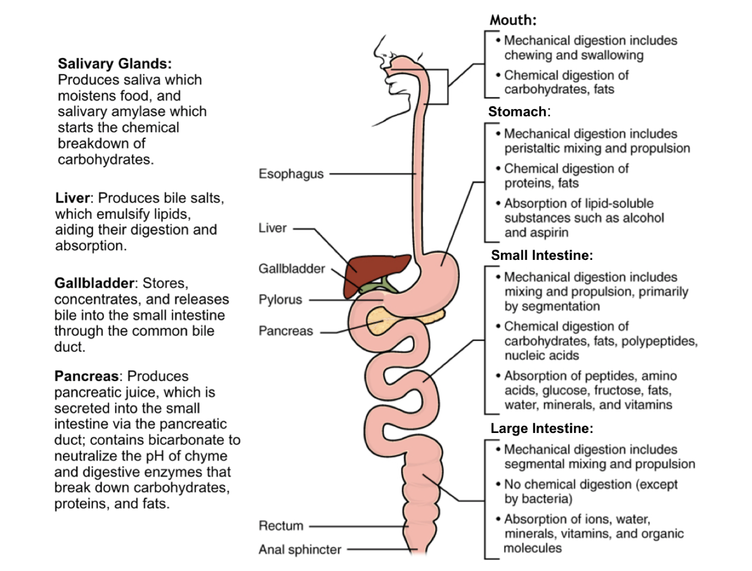 This image shows that the GI tract is one continuous tube starting at the mouth and ending at the anus. The salivary glands, liver, gallbladder, and pancreas are accessory organs that have ducts that feed into the GI tract. Next to each organ, a text callout identifies how each organ participates in mechanical digestion, chemical digestion and absorption.