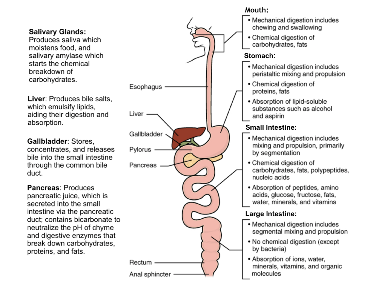 Digestive Tract Summary 