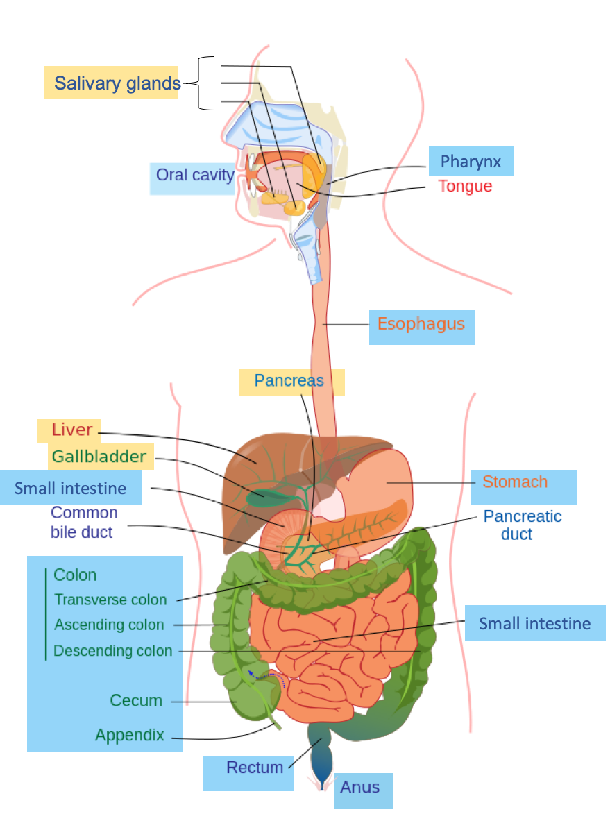 Pathway Of Food Through Digestive System