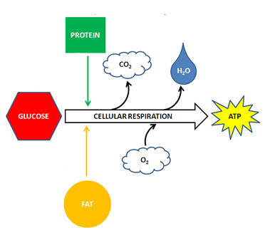 simple aerobic respiration diagram