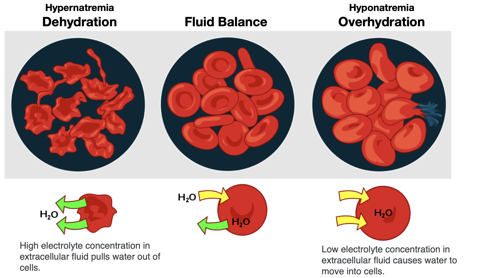 Potassium and fluid balance