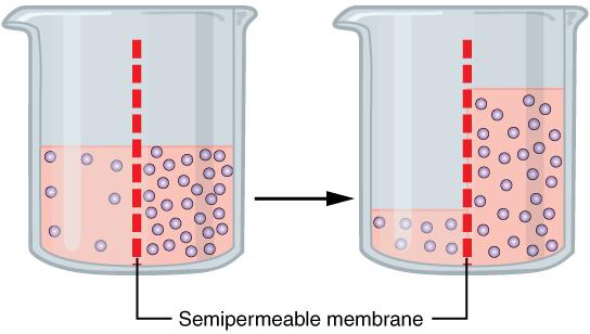 This image shows two different beakers that both contain a semipermeable membrane (illustrated by a dotted red line), water (illustrated in pink) and solutes (illustrated in purple). The beaker on the left has equal water levels on both sides of the semipermeable membrane, but a higher concentration of solutes to the right of the membrane. The beaker on the right has a higher water level to the right of the membrane, and therefore an equal concentration of solutes on both sides of the membrane.