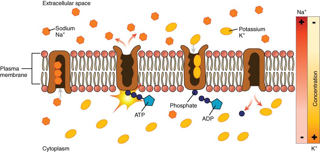 This diagram shows many sodium potassium pumps embedded in the membrane. Potassium is pumped into the cytoplasm and sodium is pumped out of the cytoplasm.