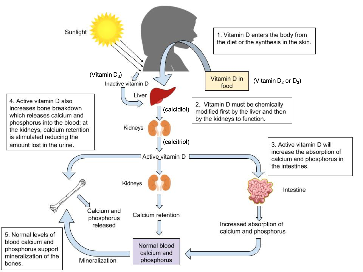 vitamin d synthesis from cholesterol