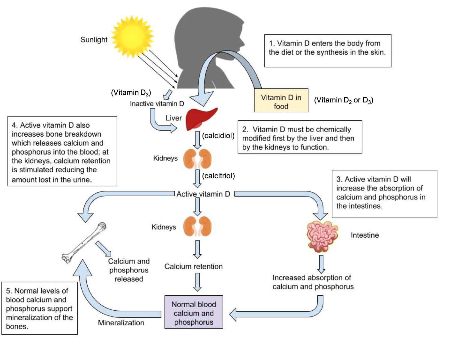 Vitamin D Important To Bone Health And Beyond Nutrition Science And 